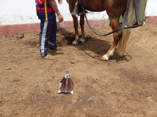 Peruvian Step Horse Show.